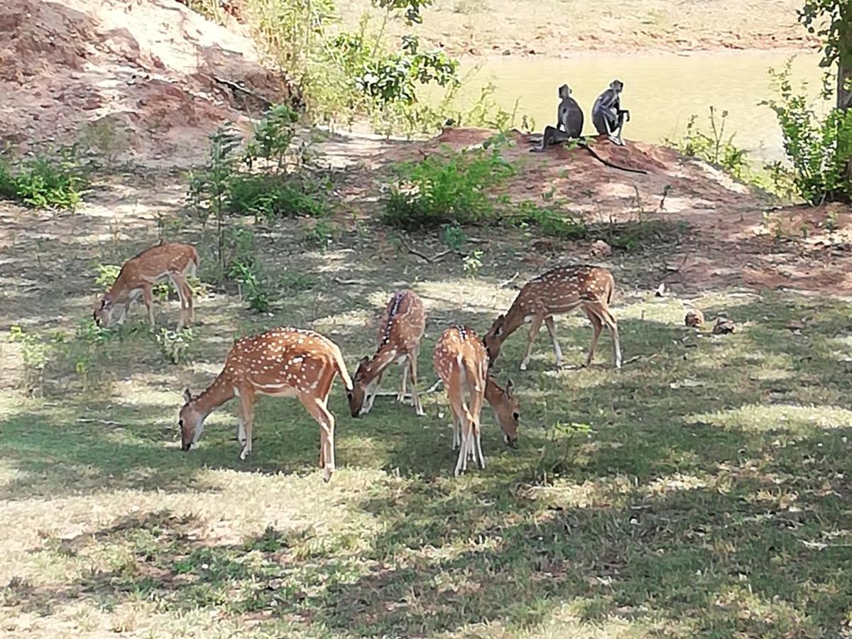 Organic Farm Wish Prabha Lake View Homestay Sigiriya Exterior foto