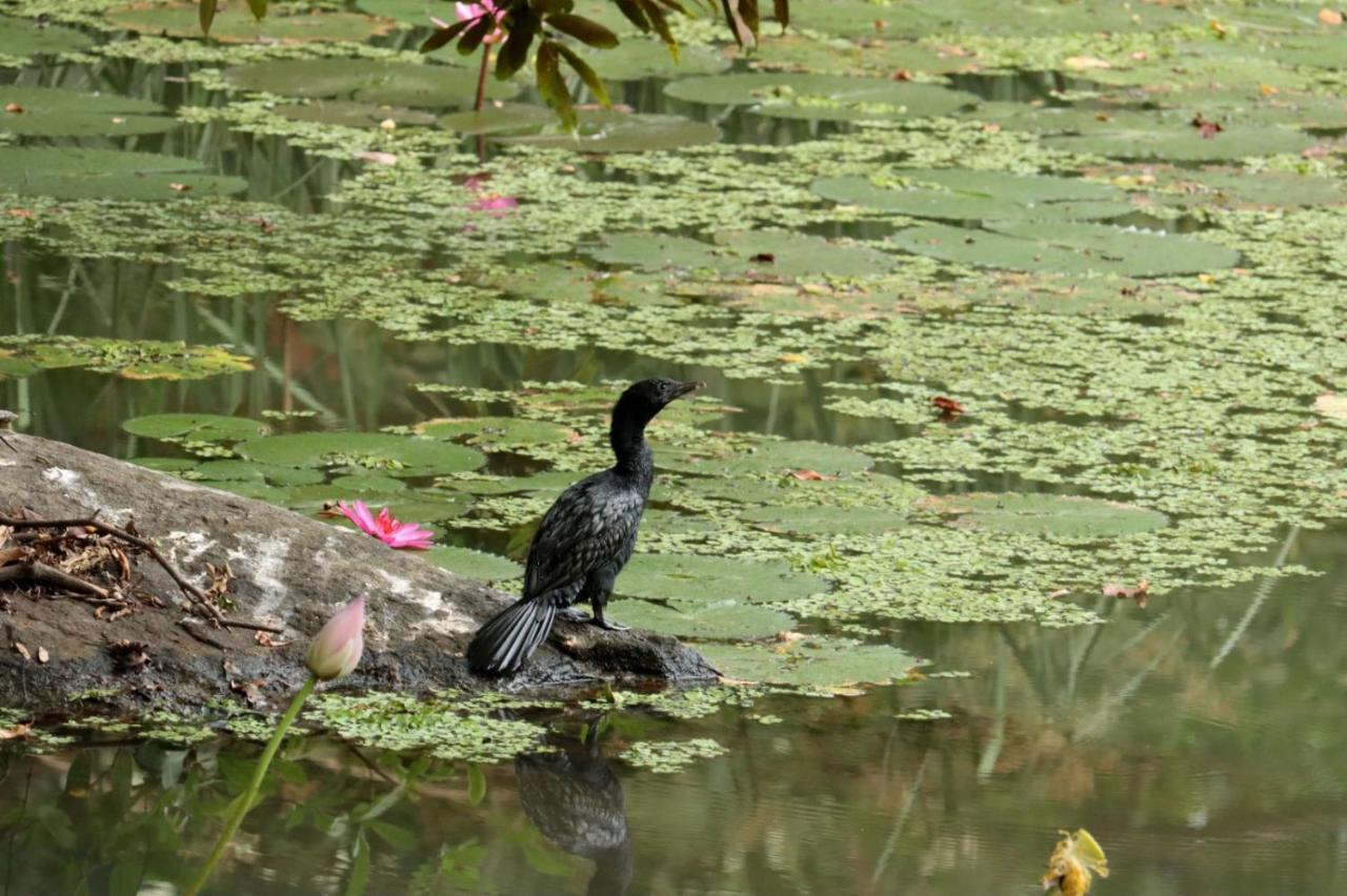 Organic Farm Wish Prabha Lake View Homestay Sigiriya Exterior foto