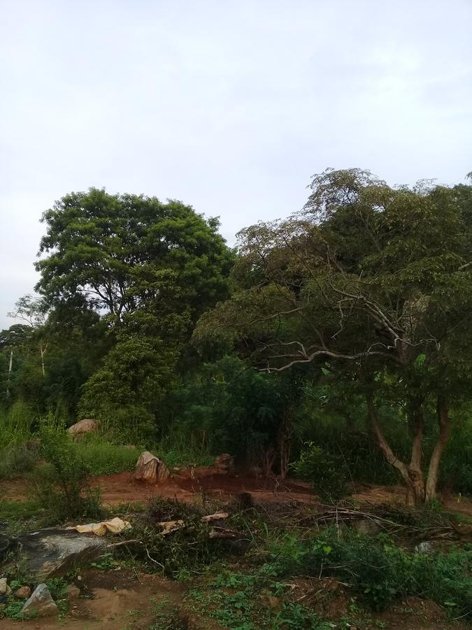 Organic Farm Wish Prabha Lake View Homestay Sigiriya Exterior foto