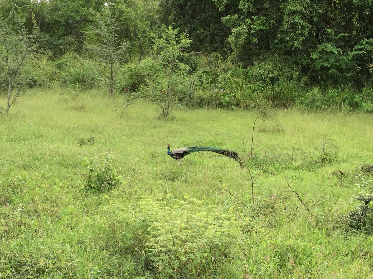 Organic Farm Wish Prabha Lake View Homestay Sigiriya Exterior foto