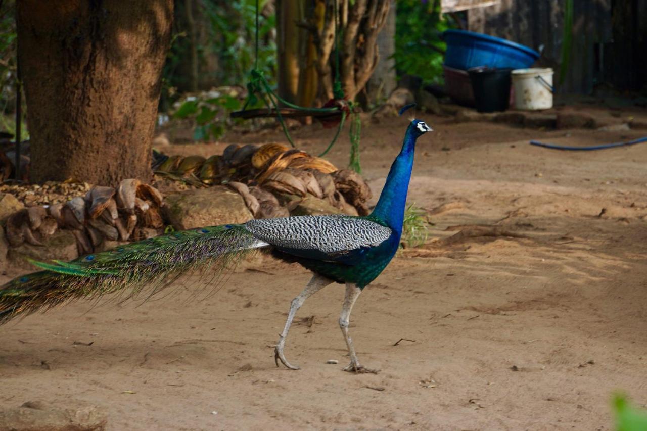 Organic Farm Wish Prabha Lake View Homestay Sigiriya Exterior foto